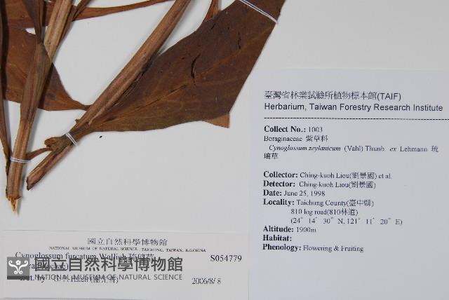 琉璃草藏品圖，第2張