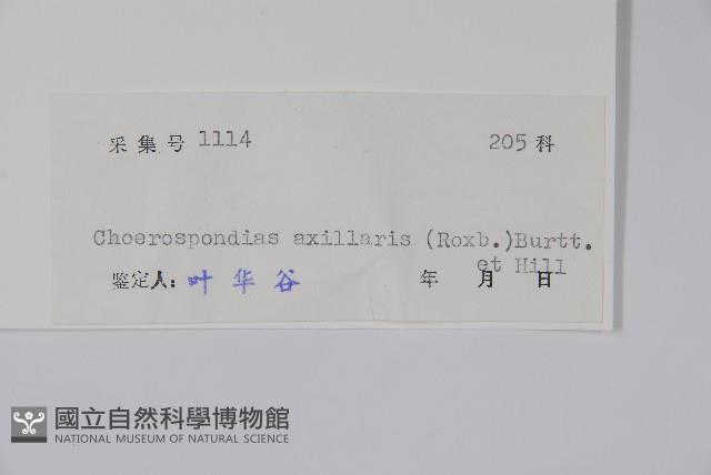 南酸棗藏品圖，第2張