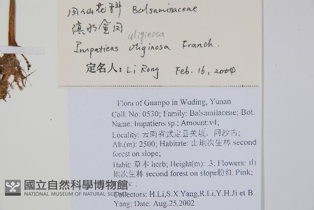 滇水金鳳藏品圖，第2張