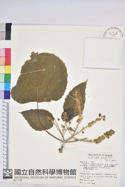 蟲屎藏品圖，第4張