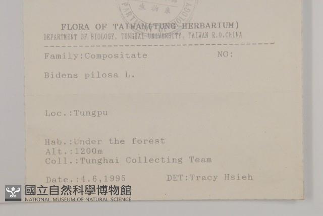 白花鬼針藏品圖，第2張