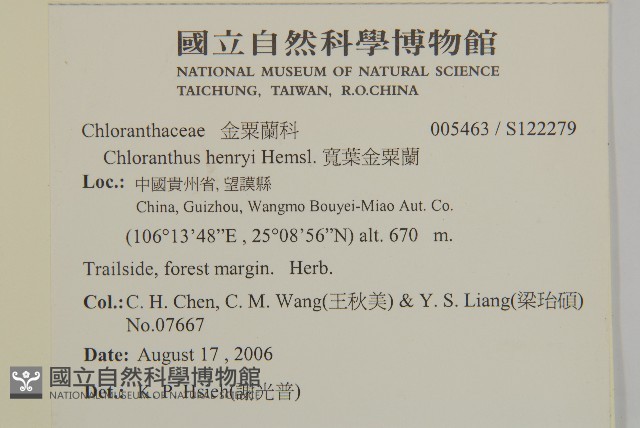 寬葉金粟蘭藏品圖，第2張