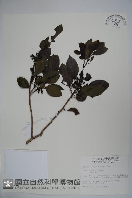 鐵冬青藏品圖，第1張