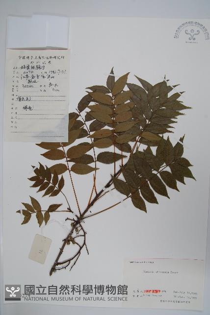 黃連木、爛心木藏品圖，第1張