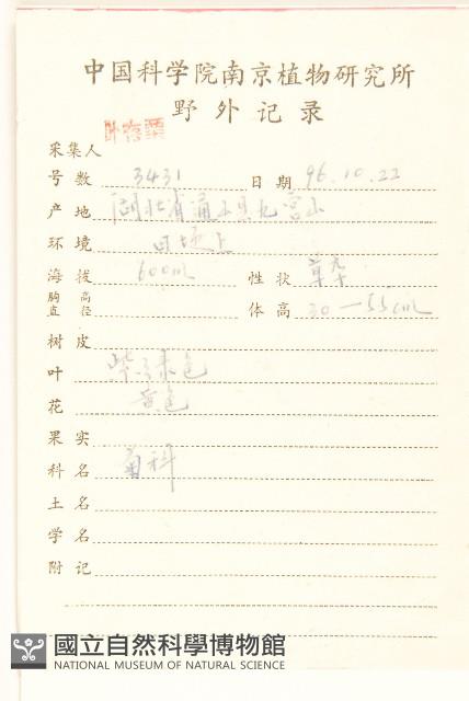 旋覆花藏品圖，第2張