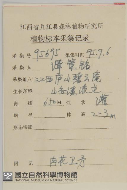 厚葉衛矛, 源一木藏品圖，第2張