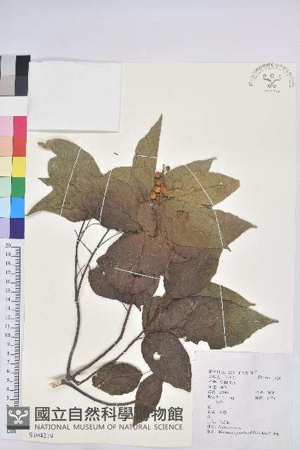 扛香藤藏品圖，第1張