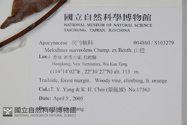 山橙藏品圖，第2張