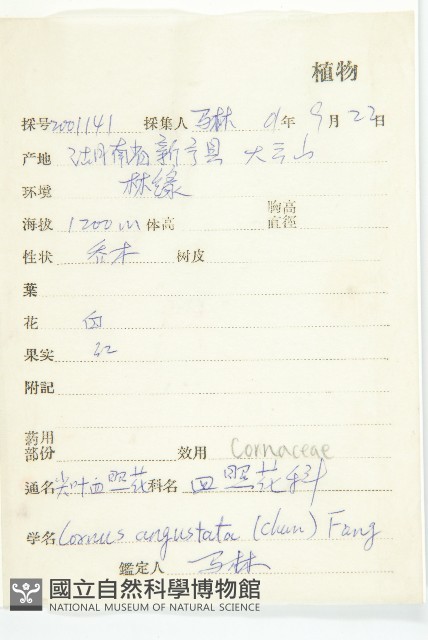 尖頭四照花藏品圖，第2張