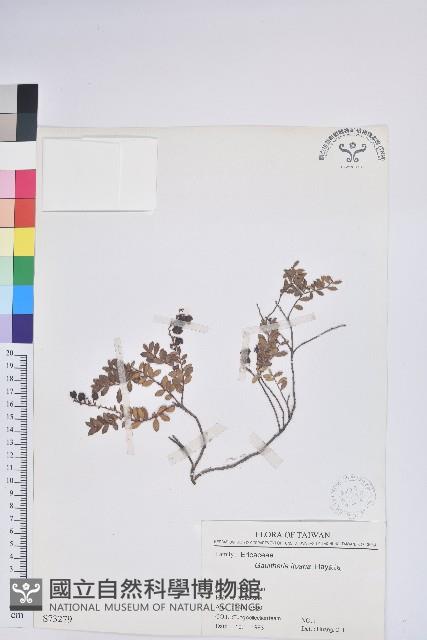 高山白珠樹藏品圖，第1張