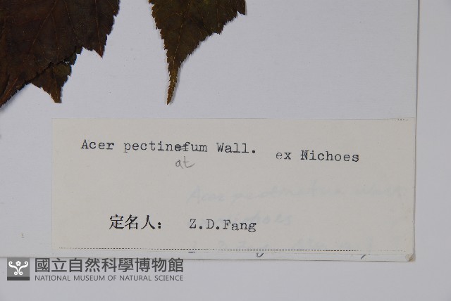 篦齒槭藏品圖，第2張