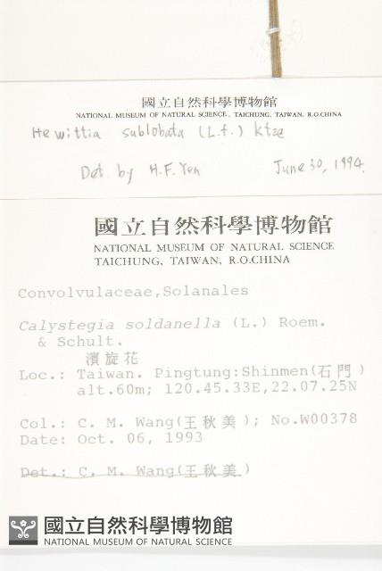 吊鐘藤藏品圖，第2張