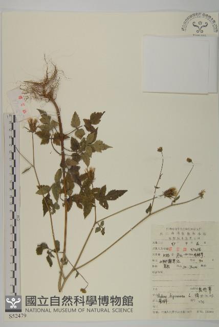 鬼針藏品圖，第1張