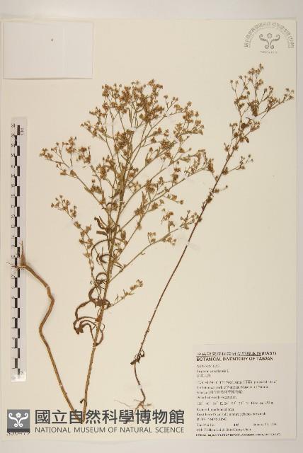 加拿大蓬藏品圖，第1張