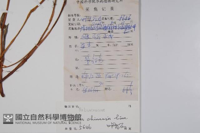 華鳳仙藏品圖，第2張