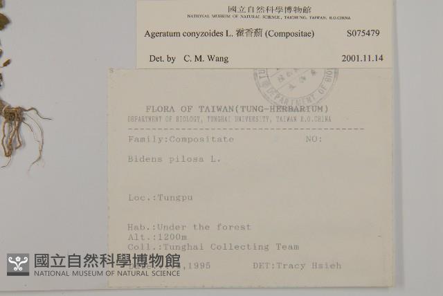 霍香薊藏品圖，第2張