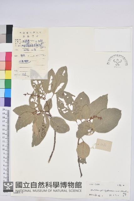 粗糠柴藏品圖，第1張