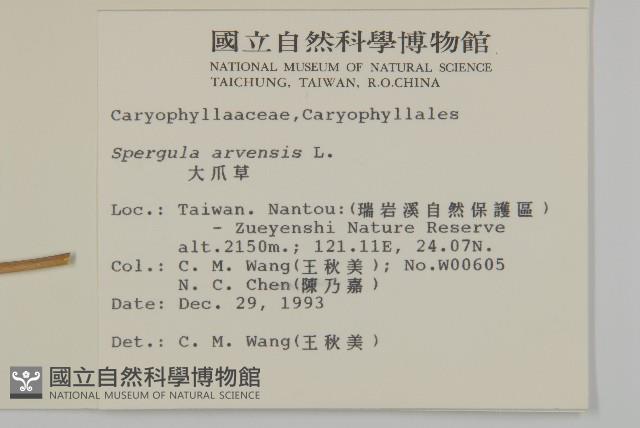 大爪草藏品圖，第2張