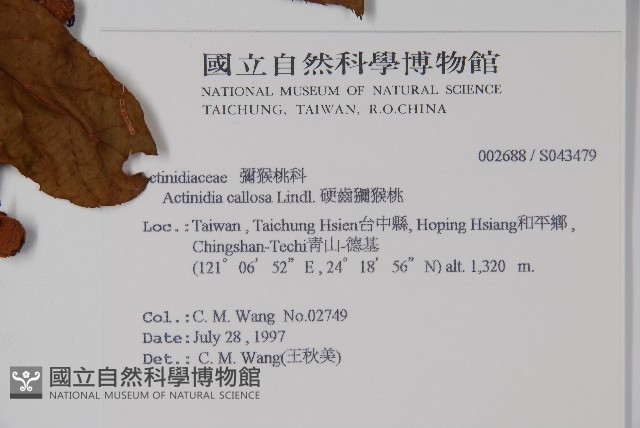 硬齒獼猴桃藏品圖，第2張
