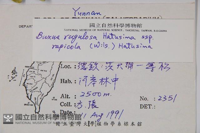 岩生黃楊藏品圖，第2張