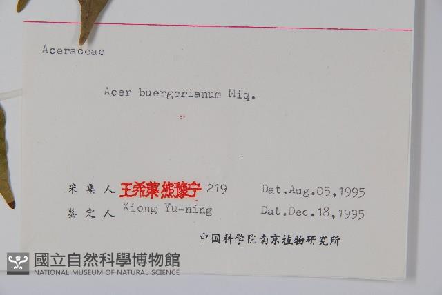 三角楓藏品圖，第2張