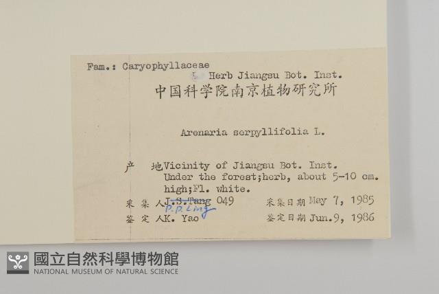 無心菜、鵝不食草藏品圖，第2張