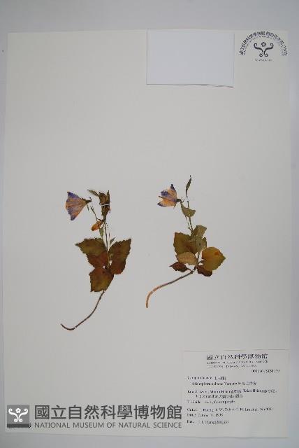 高山沙參藏品圖，第1張