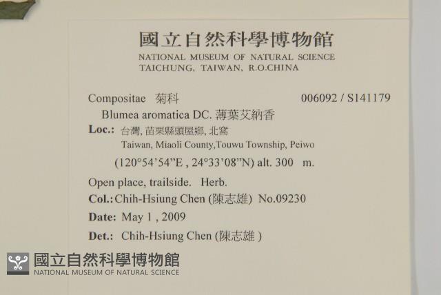 薄葉艾納香藏品圖，第2張