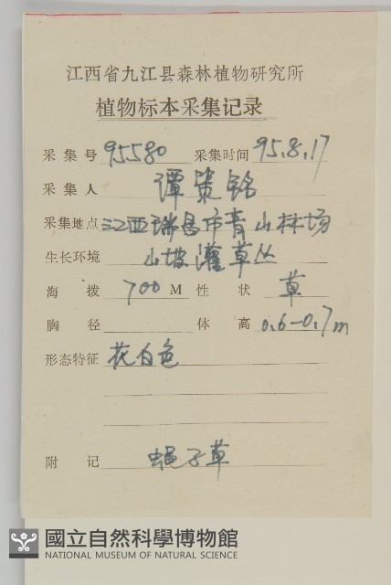 蠅子草藏品圖，第2張