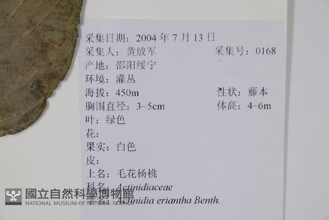 毛花楊桃藏品圖，第2張