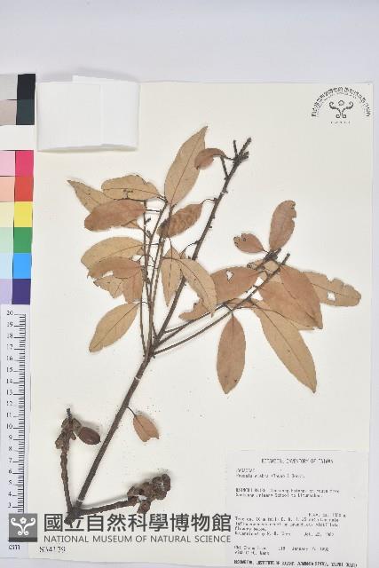 子彈石櫟、柯藏品圖，第1張