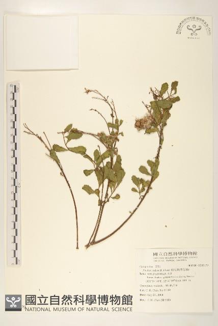 鯽魚膽、闊苞菊藏品圖，第1張
