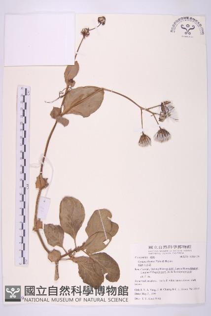 蘭嶼木耳菜藏品圖，第1張