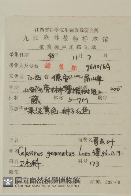 哥蘭葉藏品圖，第2張