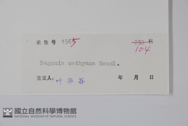 花葉秋海棠藏品圖，第2張