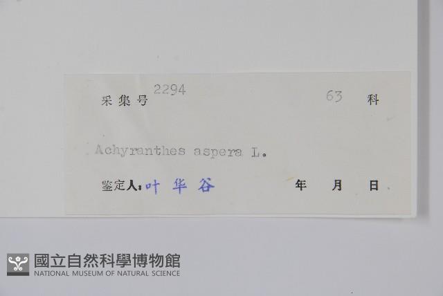 土牛膝藏品圖，第2張