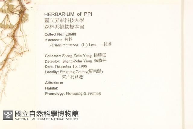 一枝香藏品圖，第2張