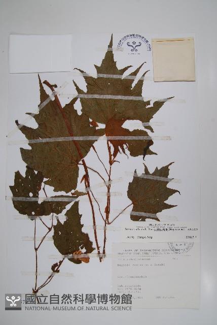 裂葉秋海棠藏品圖，第1張