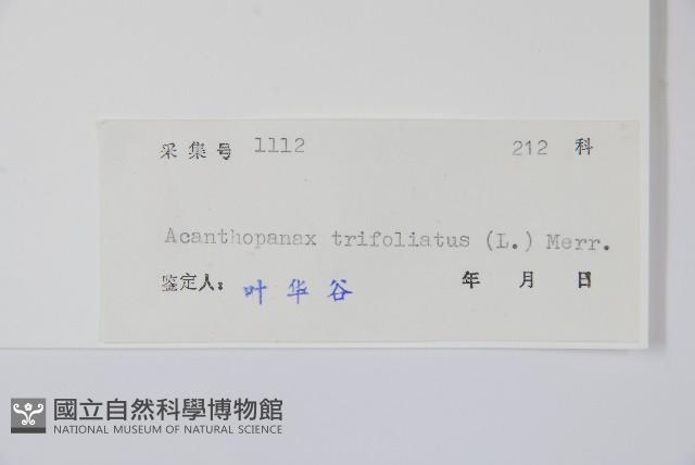 三葉五加、三加皮藏品圖，第2張