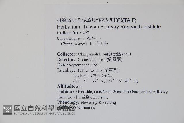 向天黃藏品圖，第2張