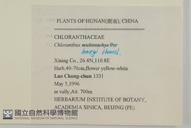 寬葉金粟蘭藏品圖，第2張