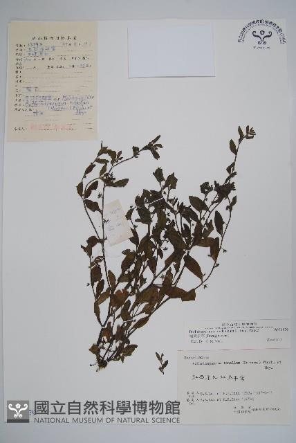 細纍子草藏品圖，第1張