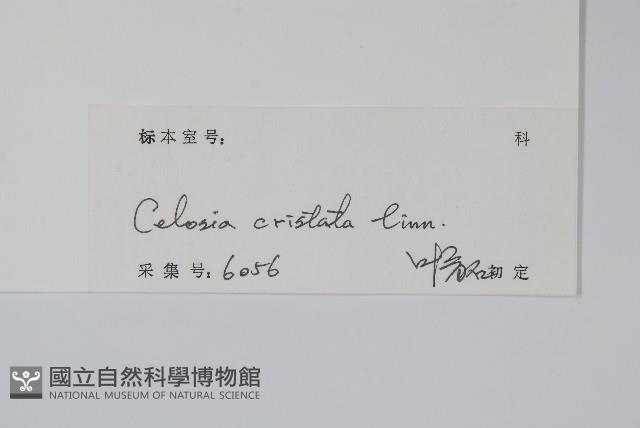 雞冠花藏品圖，第2張