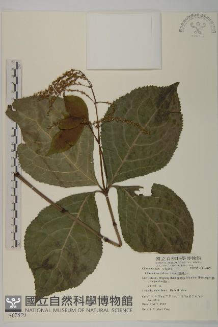 臺灣及己藏品圖，第1張