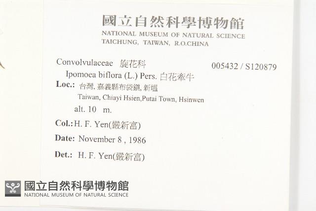 白花牽牛藏品圖，第2張