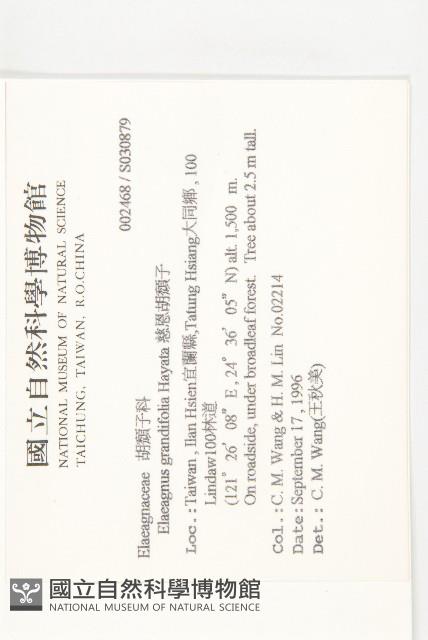 慈恩胡頹子藏品圖，第2張