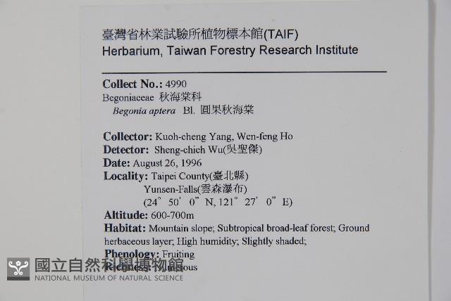 圓果秋海棠藏品圖，第2張