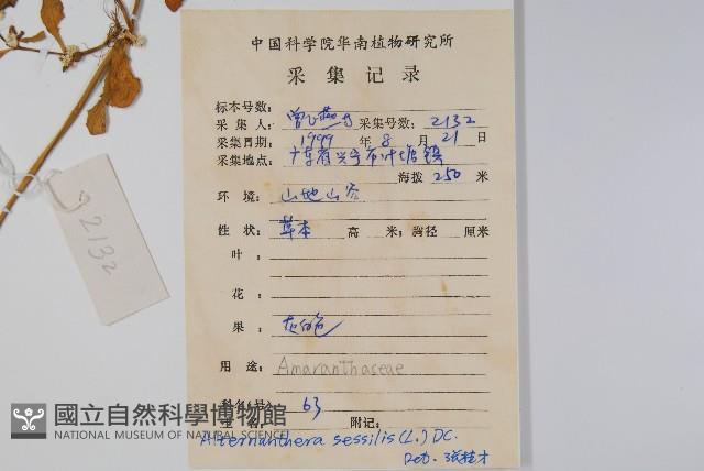 蓮子草藏品圖，第2張