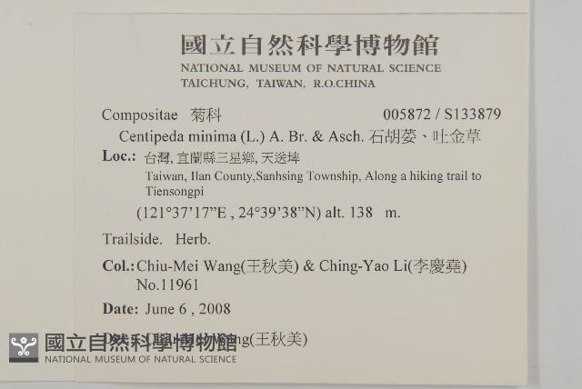 石胡荽、吐金草藏品圖，第2張