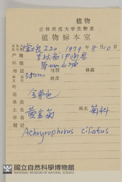 貓兒菊藏品圖，第2張